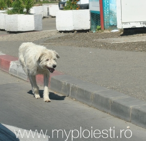 SHARE! Zece lucruri pe care TREBUIE sa le faci cand ti-ai pierdut cainele