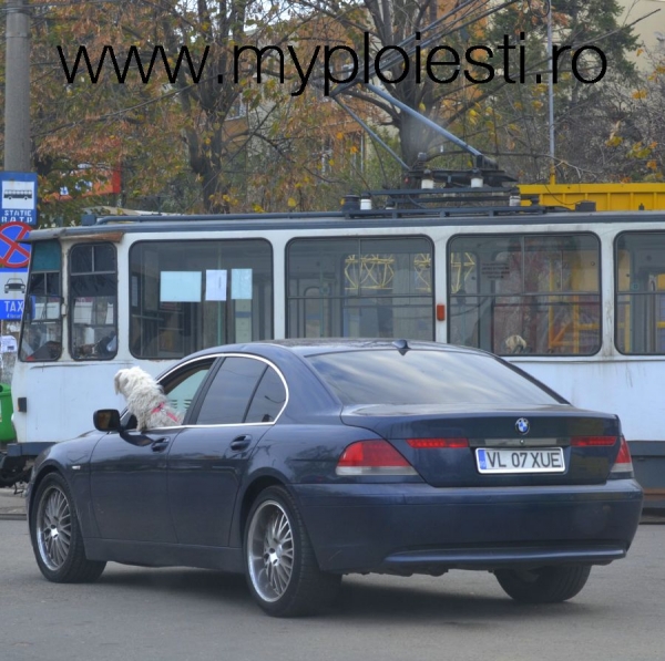 BICHON conducand un BMW - Ai mai vazut asa ceva?