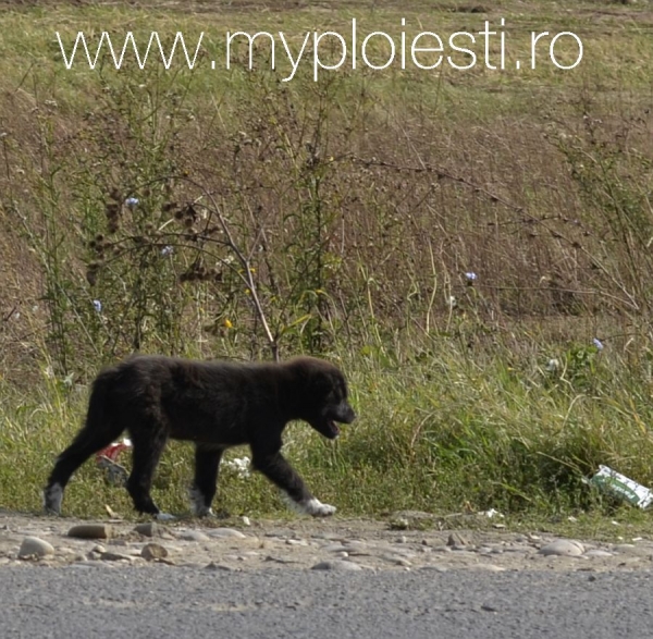 Caine mic, bland si jucaus, la intrarea in Ploiesti de langa Spitalul Judetean. Adopta-l! [share]