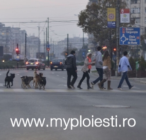 Cainii au recucerit centrul Ploiestiului