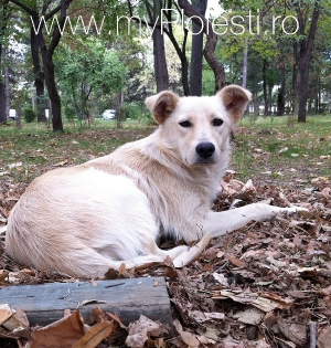 Caine extrem de bland, la Sala Sporturilor Ploiesti. Adopta-l! [share]