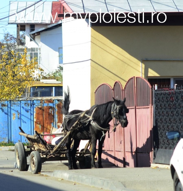 Ploiestiul, ramane, din pacate, orasul mare din Romania cu cele mai multe carute