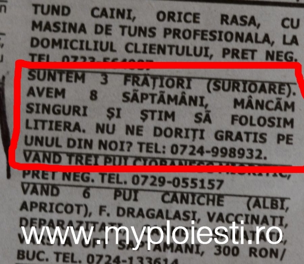 Ce ANIMALE doneaza asta?! Vezi cel mai haios anunt de mica publicitate posibil!